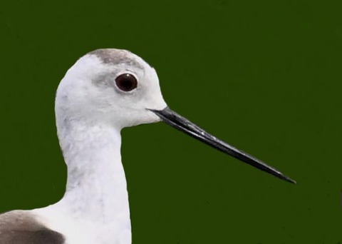 セイタカシギ♀0000-03