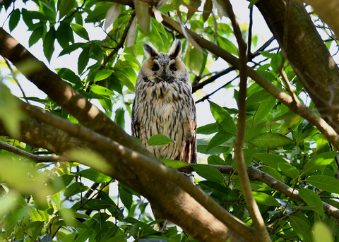 トラフズク♂2225
