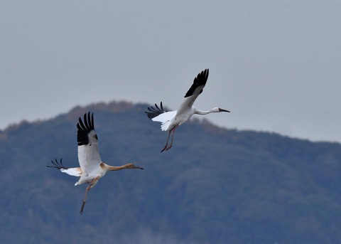 飛ぶ・ソデグロヅル7884