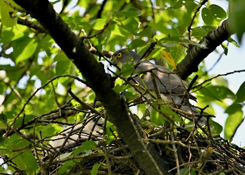 ツミ♀とヒナ9814
