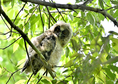トラフズクのヒナ1894