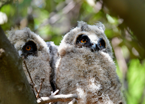 トラフズクのヒナ④8084