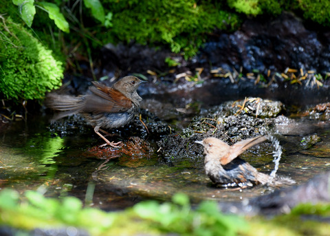 カヤクグリ0834
