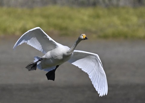 オオハクチョウ4053