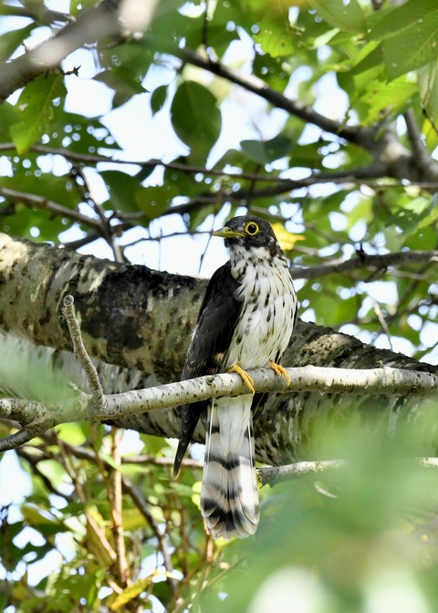 ジュウイチ幼鳥2917