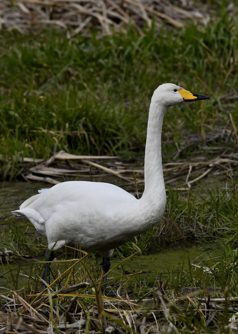 オオハクチョウ3551
