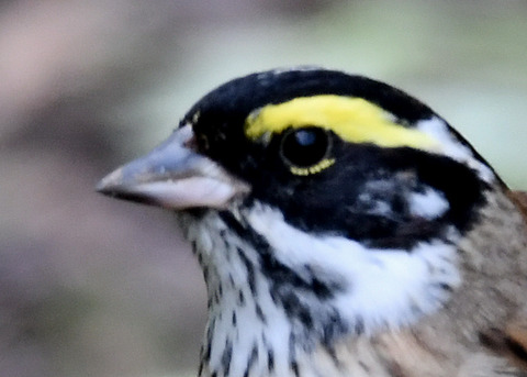 キマユホオジロ♂3607