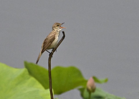 オオヨシキリ1990