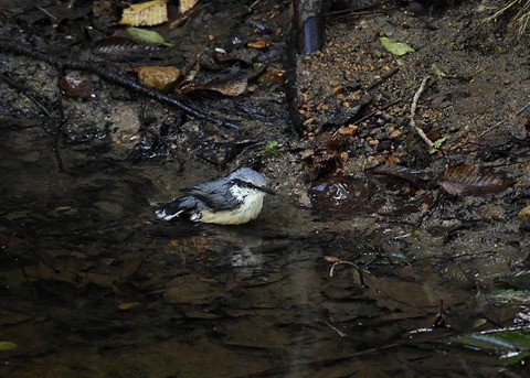 コ゜シ゜ュウカラ7717