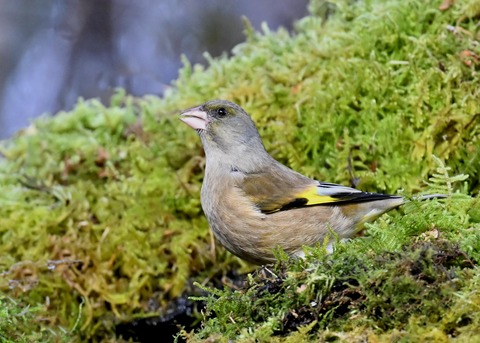 オオカワラヒワ7502