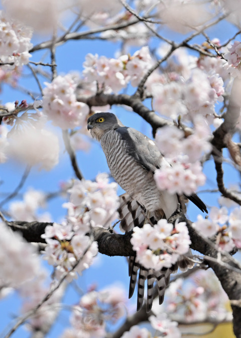 ツミ♀0221
