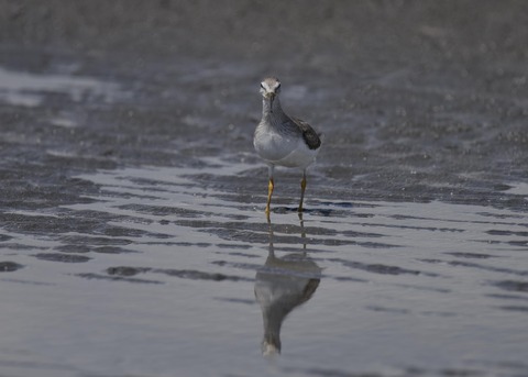 ソリハシシギ5637