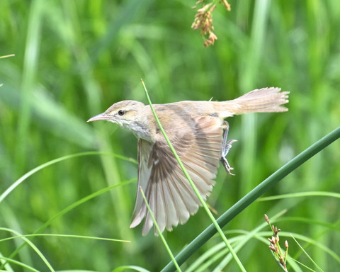オオヨシキリ7493
