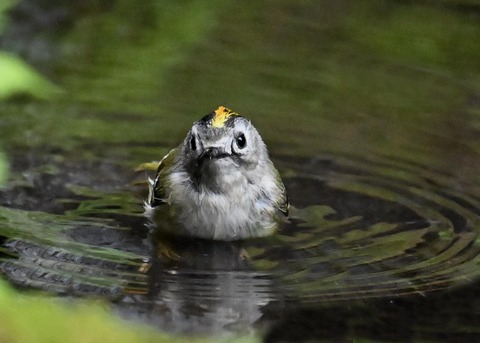 キクイタダキ♂1122