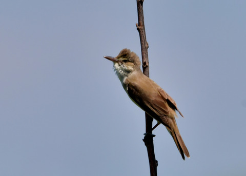 オオヨシキリ3456