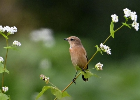 ノビタキ♀4078