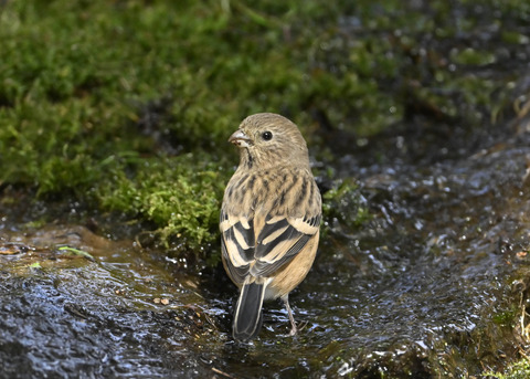 ベニマシコ♀6749