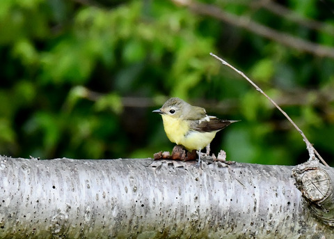 マミジロキビタキ♀6797