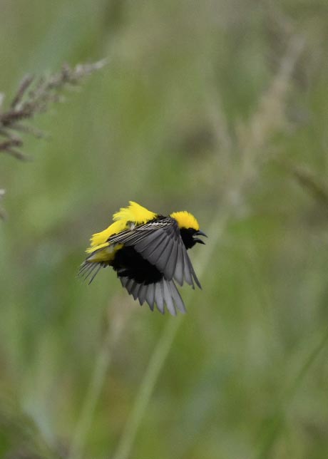 オウゴンチョウ0846○