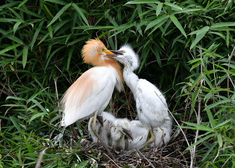アマサギ7313