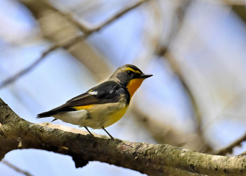 キビタキ♂第一回夏羽3377