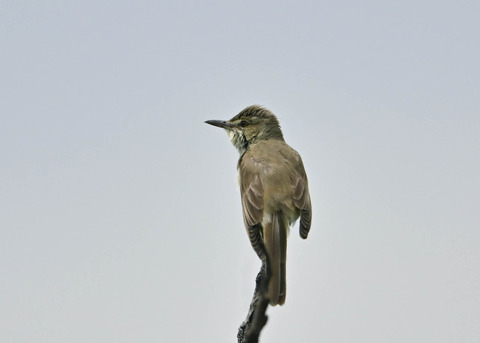 オオヨシキリ2180