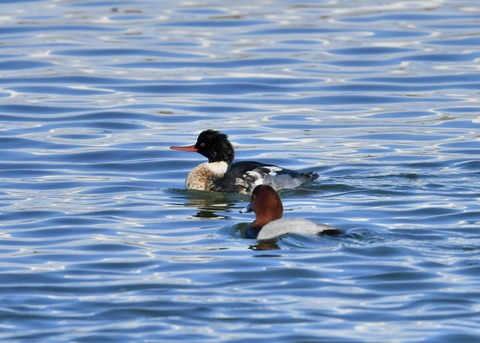 ウミアイサ♂5637