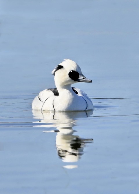 ミコアイサ♂0173