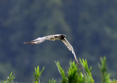 ズグロチュウヒ3439