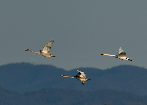 オオハクチョウ3630-02