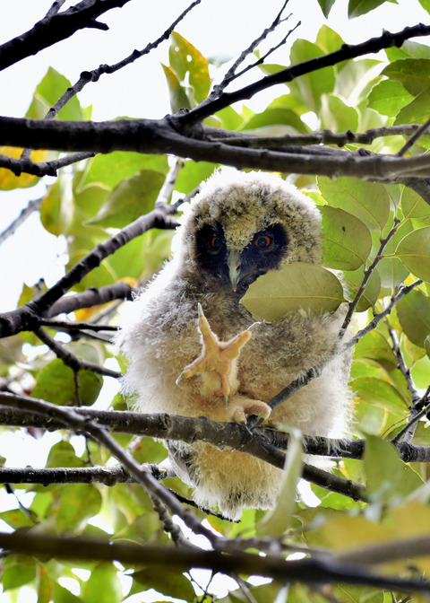 トラフズクのヒナ⑤8170