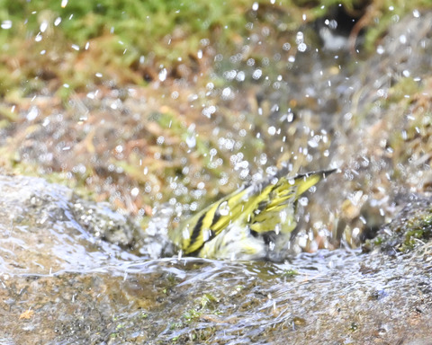 マヒワの水浴び9914