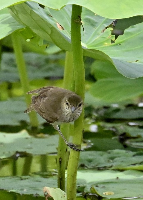 オオヨシキリ1384