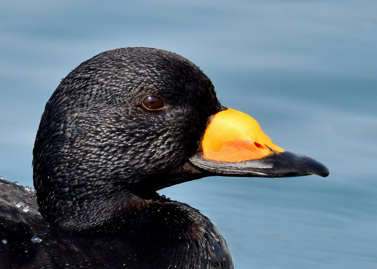 クロガモ 野口洪志の野鳥日記