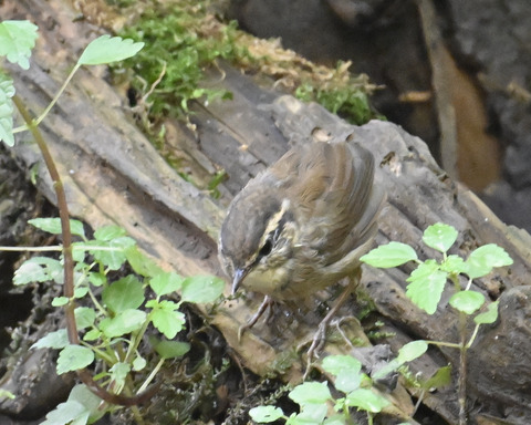 ヤブサメ幼鳥4965