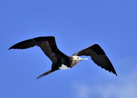 オオグンカンドリ4746