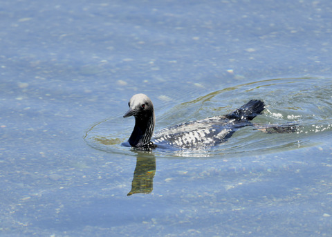 シロエリオオハム夏羽8890