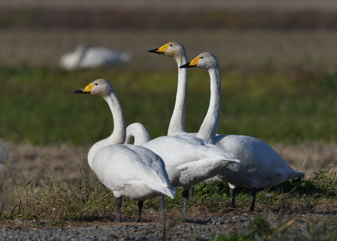 オオハクチョウ5013