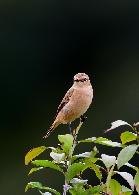 ノビタキ♀冬羽5903