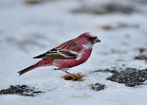 オオマシコ♂3331