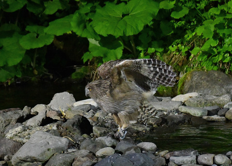 シマフクロウ♀1122