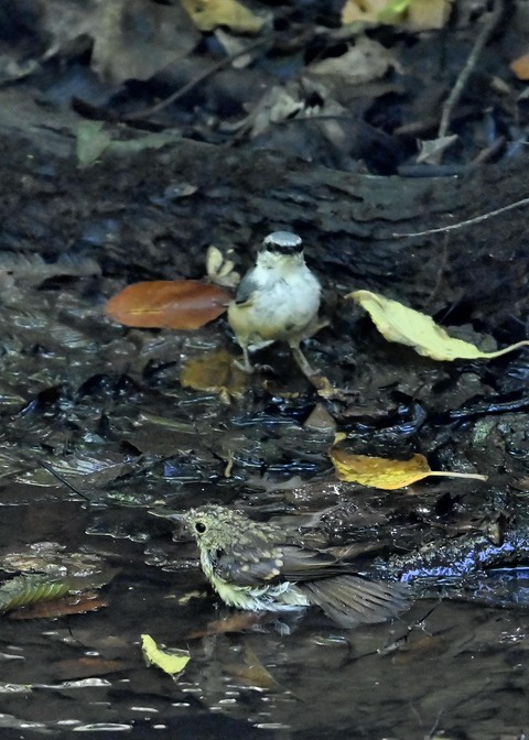 ゴジュウカラ4044