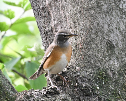 マミチャジナイ9930
