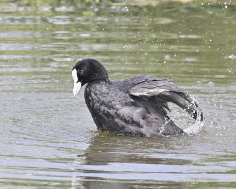オオバンの水浴び7280