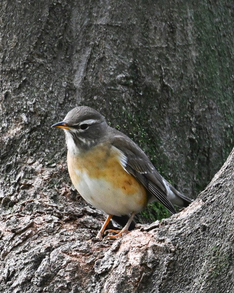 マミチャジナイ9661