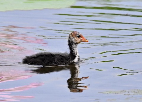 オオバンのヒナ1440