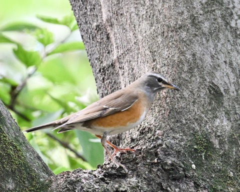 マミチャジナイ9990