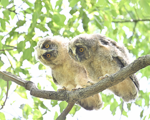 トラフズクの雛3768