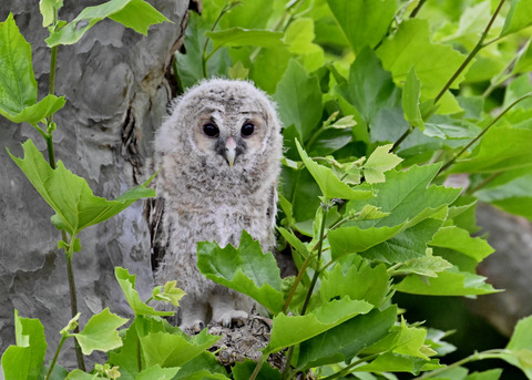 フクロウの雛5970