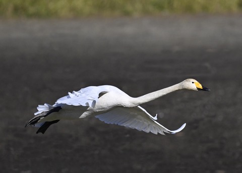 オオハクチョウ4071